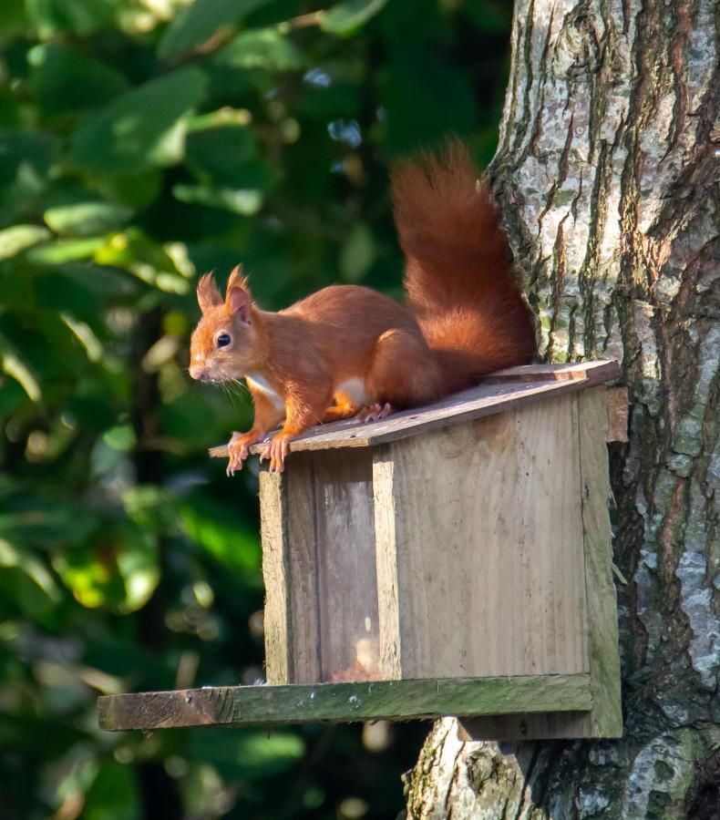 Red Squirrel Holiday Home In The Countryside, 10 Mins To Lligwy Beach Llandyfrydog Екстериор снимка